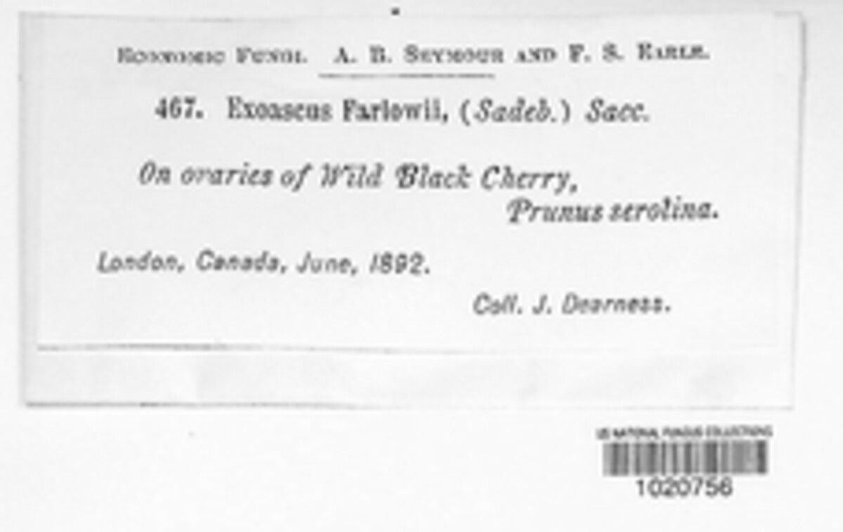 Taphrina farlowii image